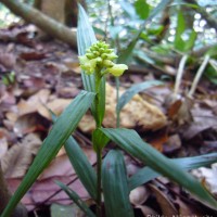 Tropidia bambusifolia (Thwaites) Trimen